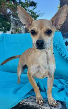 Rescue Chihuahua Dogs for Adoption in Newport Beach, California - Barbie | PetCurious