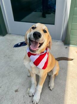 IHOP -  Labrador Retriever and Mixed Breed Dog for Adoption in Leesburg, Virginia - IHOP | PetCurious