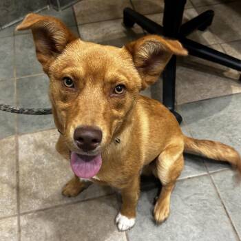 Mixed Breed Dogs Available for Adoption in Chattanooga, Tennessee - Rusty | PetCurious