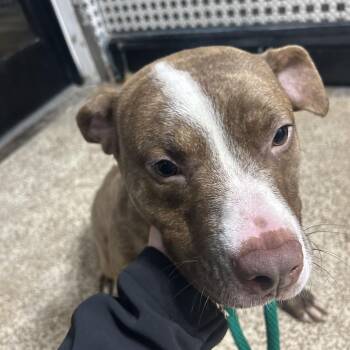 Pit Bull Terrier Dogs Available for Adoption - Willow | PetCurious