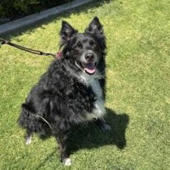 Australian Cattle Dog Blue Heeler and None Dogs Available for Adoption in Long Beach, California - Jethro | PetCurious