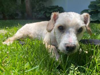 Cannellini -  Terrier and Maltese Dog for Adoption in Fall River, Massachusetts - Cannellini | PetCurious