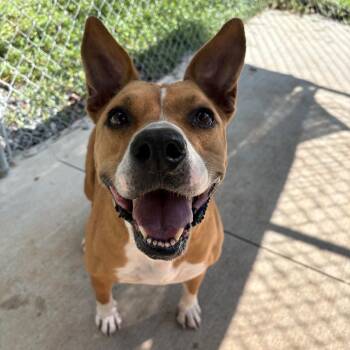 MJ (Chloe) -  Mixed Breed Dog for Adoption in Columbus, North Carolina - MJ (Chloe) | PetCurious