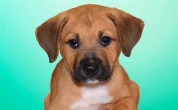 PABLO -  German Shepherd Dog and Mixed Breed Dog for Adoption in Fort Lauderdale, Florida - PABLO | PetCurious