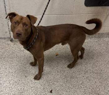 Ganache -  Mixed Breed Dog for Adoption in Kansas City, Missouri - Ganache | PetCurious