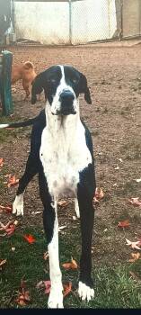 Tonka -  Great Dane Dog for Adoption in Murphys, California - Tonka | PetCurious