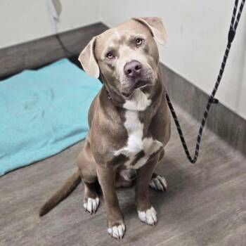 Duggy -  Pit Bull Terrier Dog for Adoption in Pasadena, California - Duggy | PetCurious
