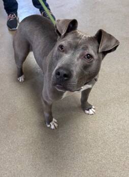 Pit Bull Terrier Dogs Available for Adoption - Teagan | PetCurious