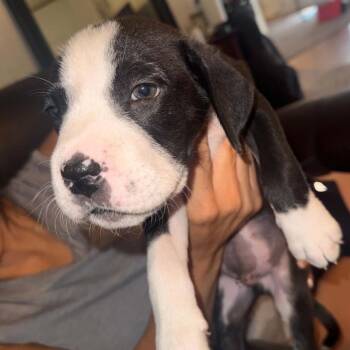 Tyrone -  Boxer Dog for Adoption in West Islip, New York - Tyrone | PetCurious