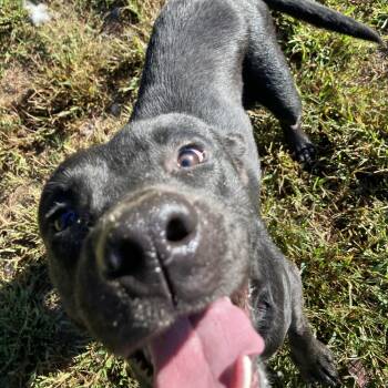 Pogo -  Black Labrador Retriever Dog for Adoption in Mishawaka, Indiana - Pogo | PetCurious