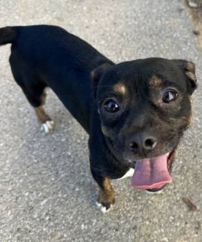 Rescue Mixed Breed Dogs for Adoption in New Albany, Indiana - Jennifer | PetCurious