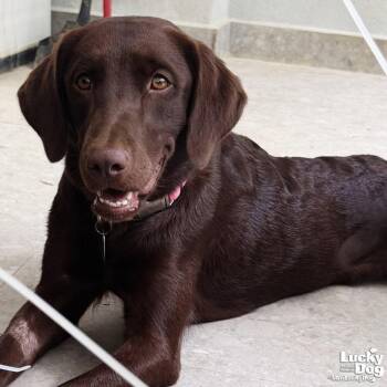 Kira -  Labrador Retriever Dog for Adoption in Washington, District Of Columbia - Kira | PetCurious