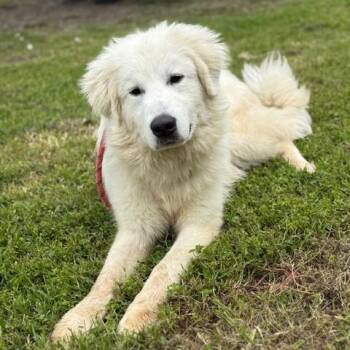 Golden Retriever and Great Pyrenees Dogs Available for Adoption in New Canaan, Connecticut - Bruno | PetCurious