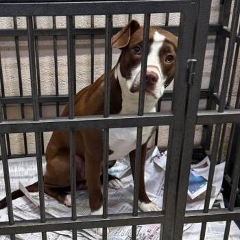 Count Chocula Stray Hold 8/23 -  Mixed Breed Dog for Adoption in Huntington, West Virginia - Count Chocula Stray Hold 8/23 | PetCurious