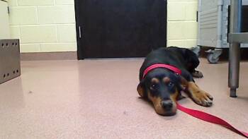 Rescue Labrador Retriever and Rottweiler Dogs for Adoption in Cookeville, Tennessee - NOLA | PetCurious