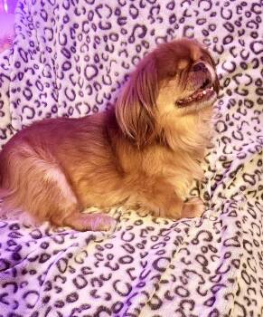 Hauss -  Pekingese Dog for Adoption in Portland, Maine - Hauss | PetCurious