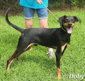 Doby -  Doberman Pinscher and Mixed Breed Dog for Adoption in Morristown, New Jersey - Doby | PetCurious