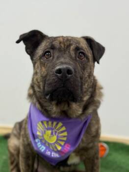 Rescue Dutch Shepherd and Mixed Breed Dogs for Adoption in Carlsbad, California - Dobby | PetCurious