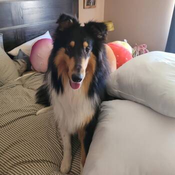 Doc -  Collie Dog for Adoption in Riverside, California - Doc | PetCurious