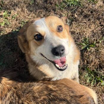 Lacey -  Pembroke Welsh Corgi Dog for Adoption in Fairmont, Minnesota - Lacey | PetCurious