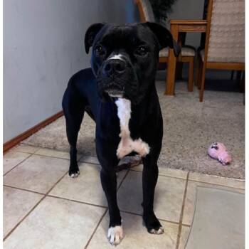 American Staffordshire Terrier and Boxer Dogs Available for Adoption - Bandit | PetCurious