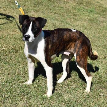 Rescue Mixed Breed Dogs for Adoption in Searcy, Arkansas - Shasta | PetCurious