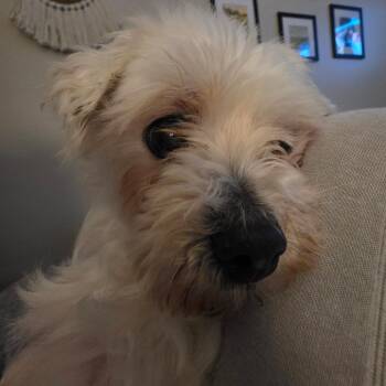 Snow -  Maltese Dog for Adoption in Rochester, Minnesota - Snow | PetCurious