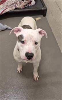 Pit Bull Terrier Dogs Available for Adoption in Hagerstown, Maryland - APOLLO | PetCurious