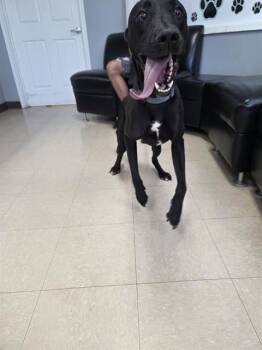 ZEUS -  Labrador Retriever and Mixed Breed Dog for Adoption in Killeen, Texas - ZEUS | PetCurious