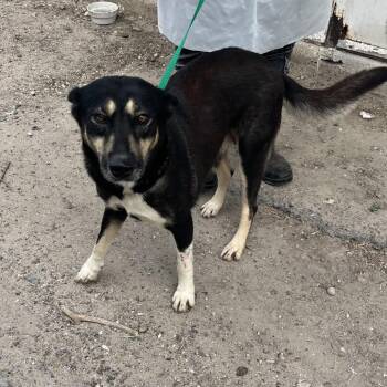 Sweet Niblet -  Shepherd and Mixed Breed Dog for Adoption in Edinburg, Texas - Sweet Niblet | PetCurious
