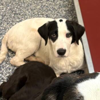 Billy -  Black Labrador Retriever and Border Collie Dog for Adoption in Binghamton, New York - Billy | PetCurious