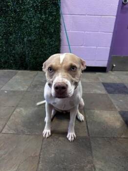 61280275 -  Pit Bull Terrier and Mixed Breed Dog for Adoption in El Paso, Texas - 61280275 | PetCurious