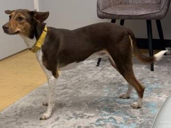 Mixed Breed Dogs Available for Adoption - Sandy | PetCurious