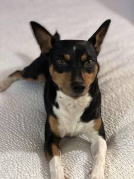 Rescue Rat Terrier Dogs for Adoption in Seward, Alaska - Jax | PetCurious