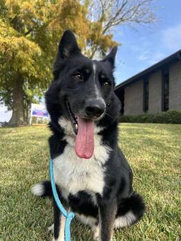 Border Collie Dogs Available for Adoption in Spring, Texas - Faye | PetCurious