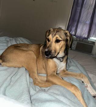 Wren-A-Roo -  German Shepherd Dog Dog for Adoption in Houston, Texas - Wren-A-Roo | PetCurious