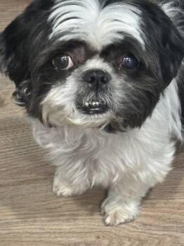 Rescue Shih Tzu Dogs for Adoption in Sunrise, Florida - Domino | PetCurious