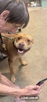 Rescue Mixed Breed Dogs for Adoption in Rayne, Louisiana - Leon | PetCurious