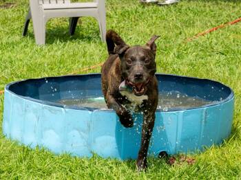 Wesley -  Mixed Breed Dog for Adoption in Myrtle Beach, South Carolina - Wesley | PetCurious