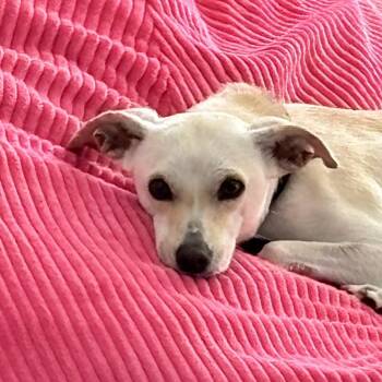 Chihuahua Dogs Available for Adoption in Calgary, Alberta - Teo | PetCurious