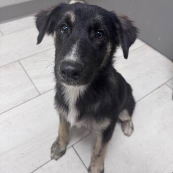 Freeway -  German Shepherd Dog Dog for Adoption in Lufkin, Texas - Freeway | PetCurious