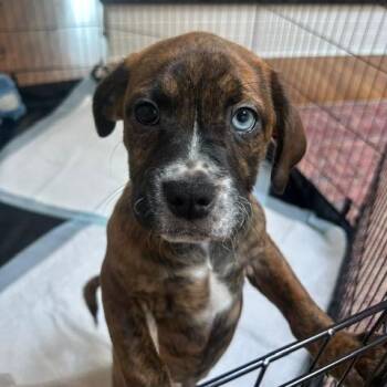 Boxer and Husky Dogs Available for Adoption - Scarlett | PetCurious