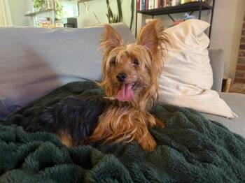 Clive York -  Yorkshire Terrier Dog for Adoption in Milton, Georgia - Clive York | PetCurious