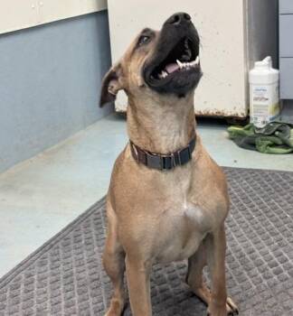 Violet -  American Staffordshire Terrier Dog for Adoption in Ogdensburg, New York - Violet | PetCurious