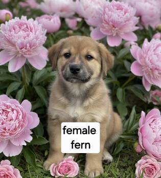 Fern -  Great Pyrenees Dog for Adoption in Manchester, Connecticut - Fern | PetCurious