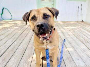 Marty Hearty Macaroni -  Mastiff and Boxer Dog for Adoption in Friendswood, Texas - Marty Hearty Macaroni | PetCurious