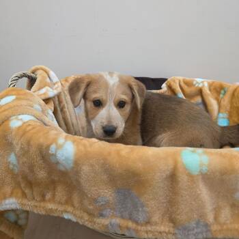 Australian Cattle Dog Blue Heeler Dogs Available for Adoption in Chatham, Virginia - Little Falls | PetCurious