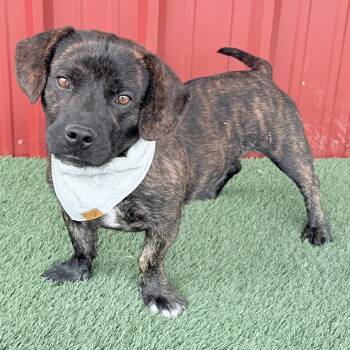 MR. STUBBINS -  Mixed Breed Dog for Adoption in Cranston, Rhode Island - MR. STUBBINS | PetCurious