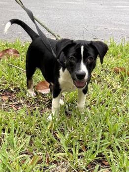 Poodle Dogs Available for Adoption - LALA | PetCurious