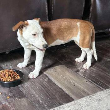 Pit Bull Terrier and Dachshund Dogs Available for Adoption - Leya | PetCurious